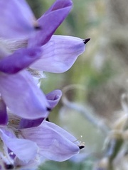 Lupinus argenteus