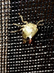 Telamona decorata