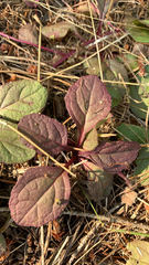 Gomphrenoideae