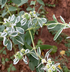 Euphorbia marginata