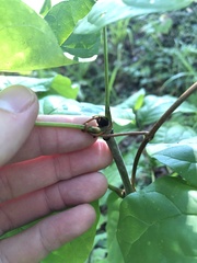 Fraxinus biltmoreana