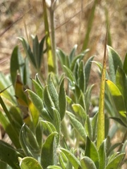Lupinus argenteus