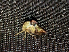 Telamona decorata