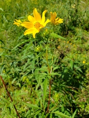 Bidens polylepis