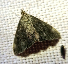 Pyrausta niveicilialis