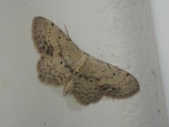 Idaea dimidiata