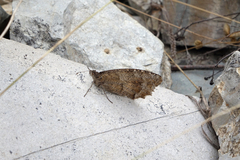 Pseudochazara pelopea