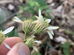 Doellingeria infirma