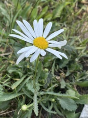 Leucanthemum vulgare