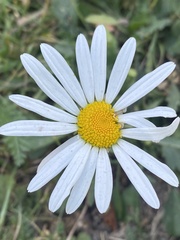 Leucanthemum vulgare