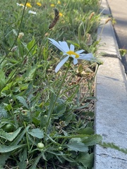 Leucanthemum vulgare