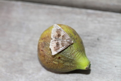 Dysgonia algira