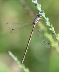 Lestes rectangularis