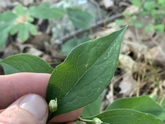 Doellingeria infirma