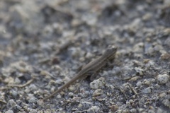 Sceloporus graciosus vandenburgianus