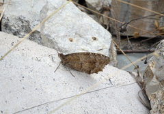 Pseudochazara pelopea