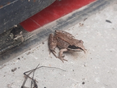 Lithobates sylvaticus image