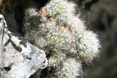 Mammillaria glassii