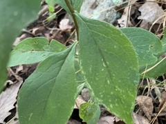 Doellingeria infirma