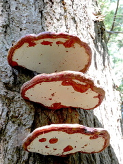 Ganoderma tsugae
