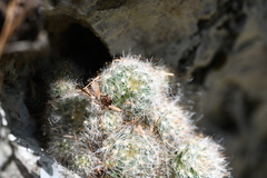 Mammillaria glassii