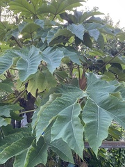 Tetrapanax
