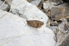 Pseudochazara pelopea