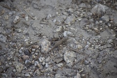 Sceloporus graciosus vandenburgianus