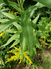 Solidago