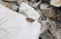 Pseudochazara pelopea