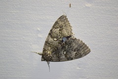 Catocala fraxini
