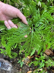 Selaginella flabellata