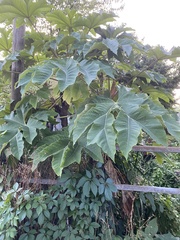 Tetrapanax