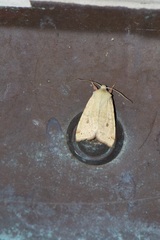 Xylenini