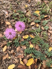 Mimosa strigillosa