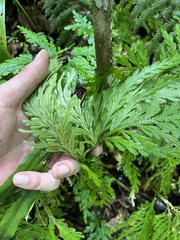 Selaginella flabellata