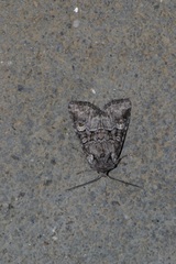 Brachylomia viminalis