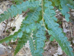 Comptonia peregrina