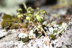 Pleopeltis polylepis