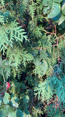 Thuja occidentalis