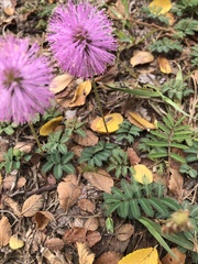 Mimosa strigillosa