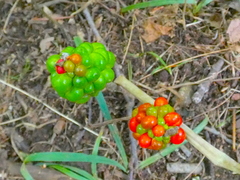 Arisaema triphyllum