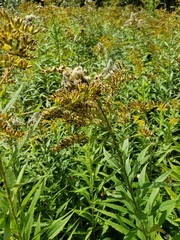 Solidago