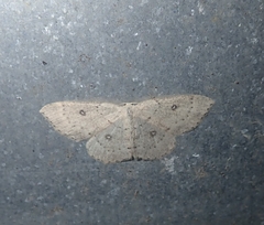Cyclophora albipunctata