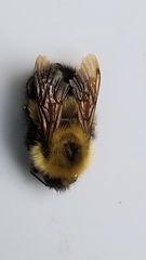 Bombus vagans