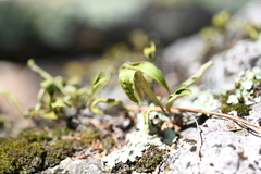 Pleopeltis polylepis