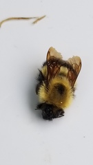 Bombus vagans