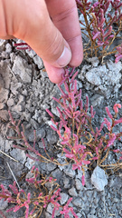 Salicornia rubra