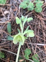 Pterygodium catholicum