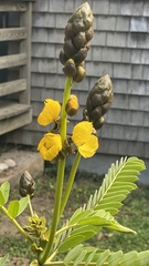 Senna didymobotrya